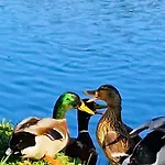 Nyaraló Paulette A Bicyclette *