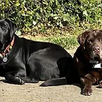 Paulette A Bicyclette *