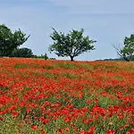 Paulette A Bicyclette *